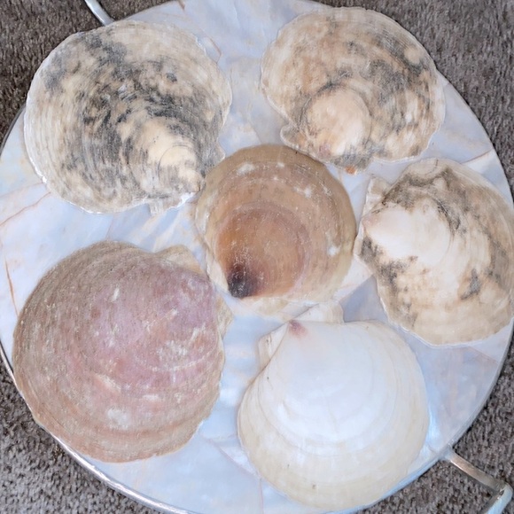 Shell Appetizer Plates, Salad Plates, Set of 6 - Picture 2 of 8